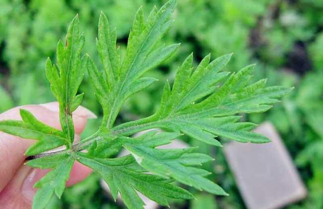 艾葉泡腳的功效與作用：長期用艾葉泡腳，身體會有哪些改變？